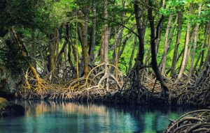 ekositem-hutan-mangrove